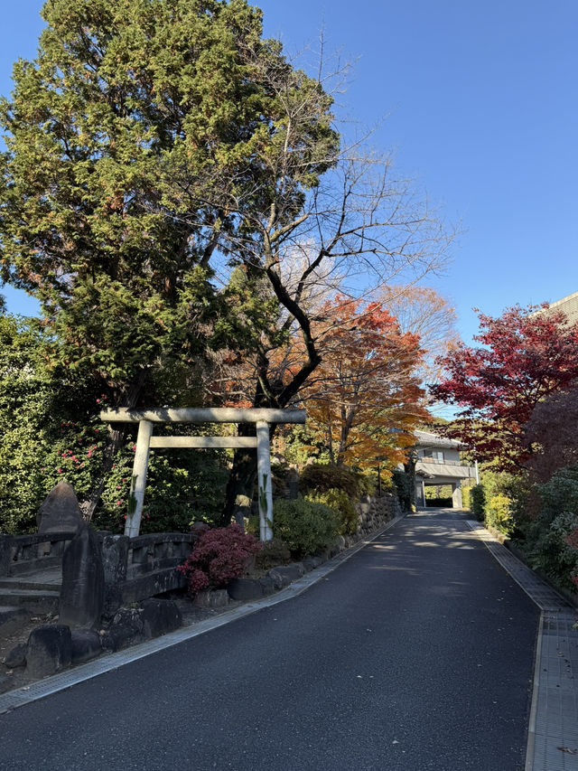 Splendid autumn leaves🍁
