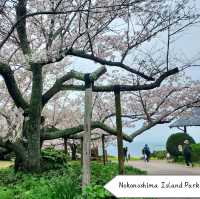 จุดชมซากุระในเมือง Fukuoka