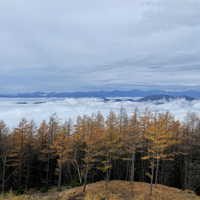 November Moments at the Foot of Fuji
