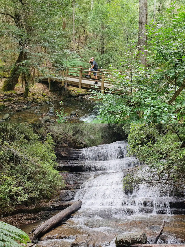 Mount Field National Park