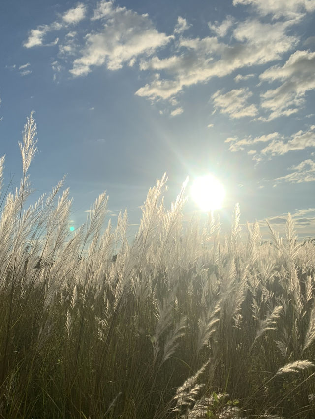 Kans Grass in Nay Pyi Taw 🌾