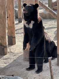 A Wild Adventure at Shanghai Wild Animal Park