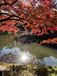 飯田橋「小石川後樂園」賞楓