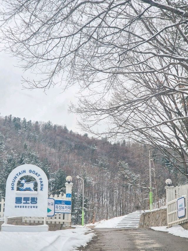 겨울엔 강원도 태백 여행 어때요? 환상적인 설경이 펼쳐지는 이곳