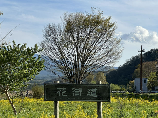 Oishi Park: The Perfect Frame for Mount Fuji