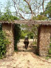Pattaya Elephant Village 🐘🎋