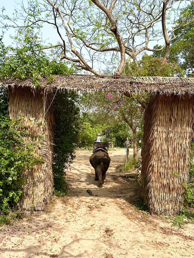 Pattaya Elephant Village 🐘🎋
