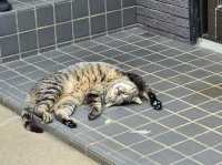 🐱 후쿠오카 아이노시마 섬에서 만난 고양이 천국! 🏝️