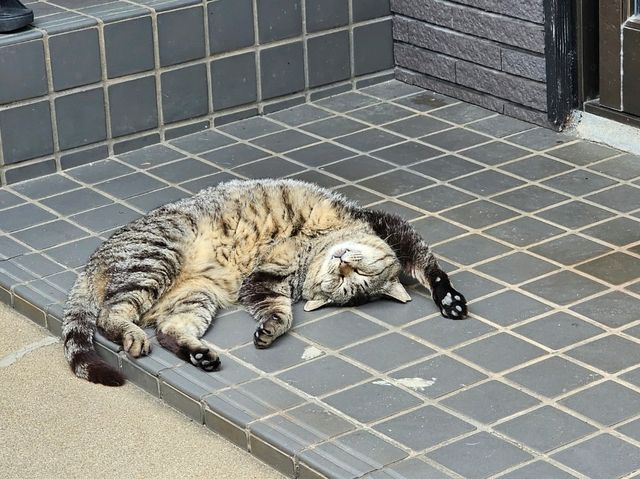 🐱 후쿠오카 아이노시마 섬에서 만난 고양이 천국! 🏝️