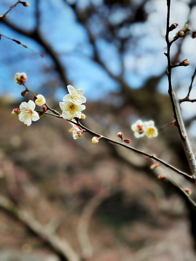 Experience the Earliest Cherry Blossoms in Japan - visit Atami Sakura!