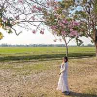 🌸ชมพูพันธุ์ทิพย์บานแล้วที่ #เกษตรกำแพงแสน