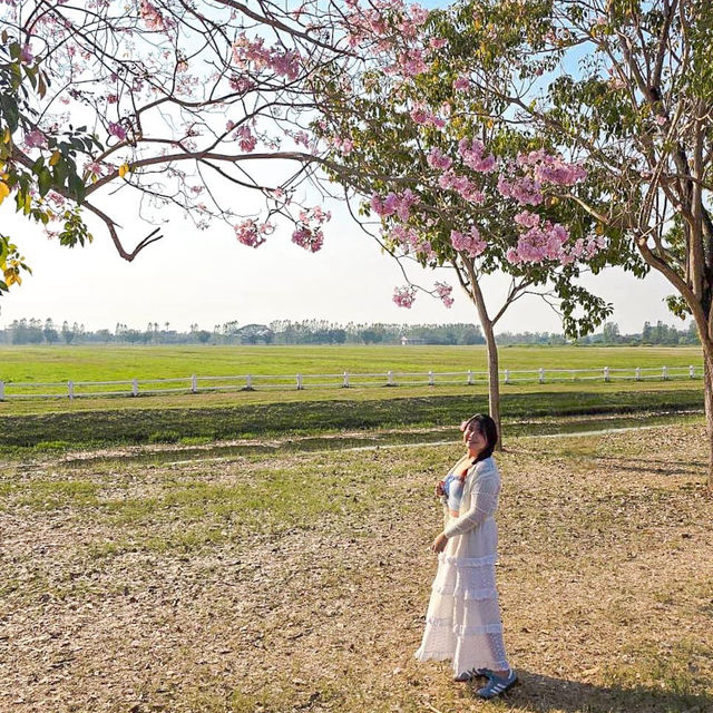 🌸ชมพูพันธุ์ทิพย์บานแล้วที่ #เกษตรกำแพงแสน