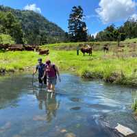 Lamington National Park: A Trekker's Paradise
