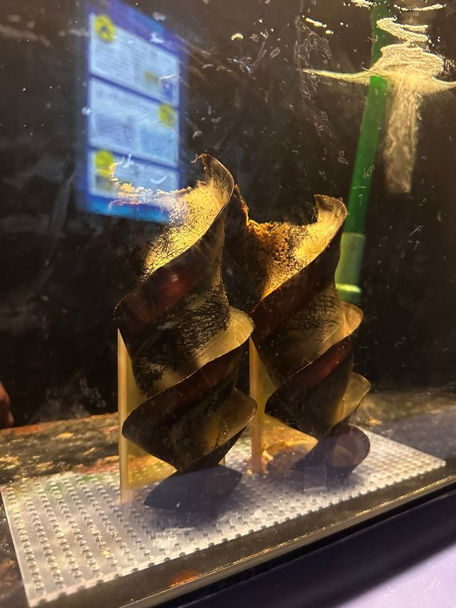 橫濱八景島海島樂園——與活力滿滿的海洋生物相遇！