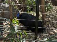 悉尼令人雀躍的野生動物園Wild Life Sydney Zoo