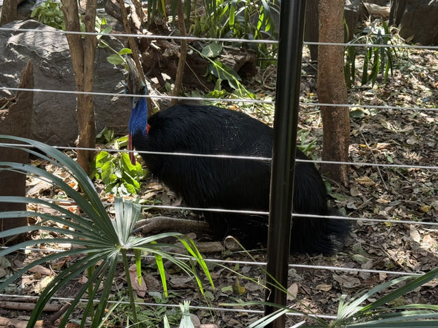 悉尼令人雀躍的野生動物園Wild Life Sydney Zoo