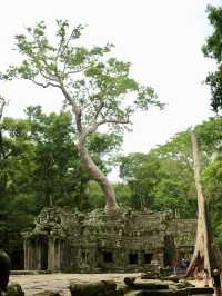 The Mystical Allure of Ta Prohm – A Journey Through Time