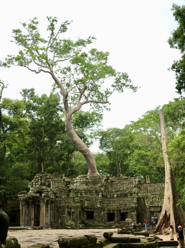 The Mystical Allure of Ta Prohm – A Journey Through Time
