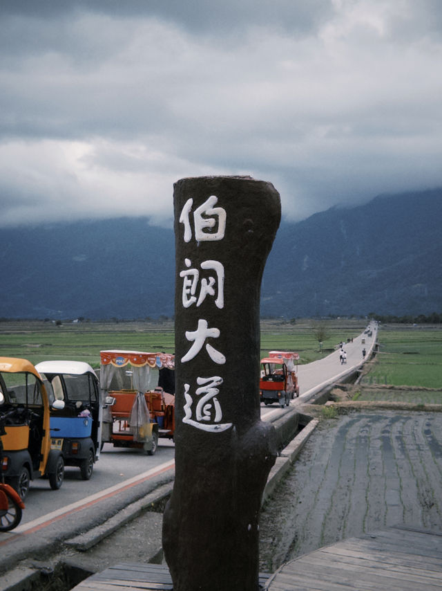 台東 伯朗大道&金城武樹