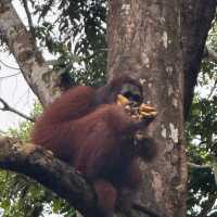 Incredible orangutan feeding! 
