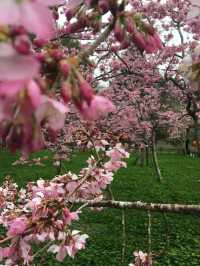 嘉義阿里山櫻花：高山春日的夢幻之旅