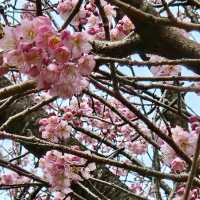 桑田山の雪割桜