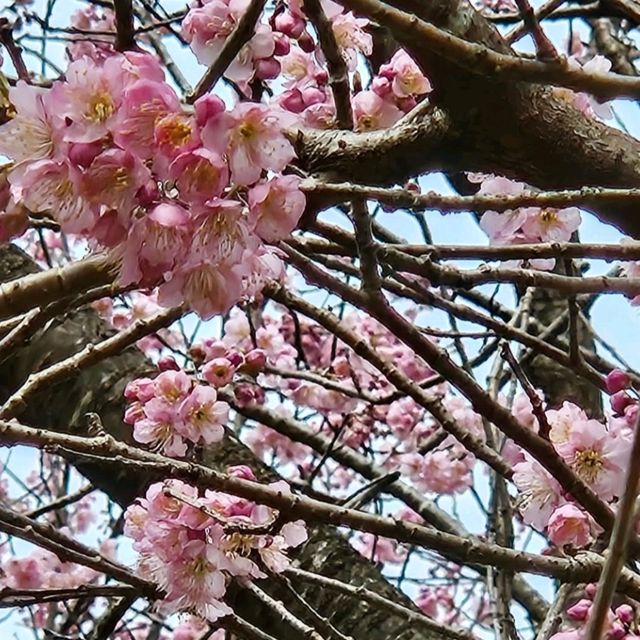桑田山の雪割桜