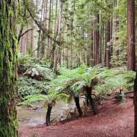 Great Otway National Park