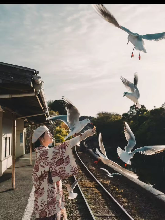 季節限定！今だけ会える800羽の渡り鳥『ユリカモメ』