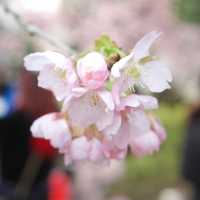 武漢中山公園~櫻花魅影