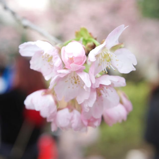 武漢中山公園~櫻花魅影