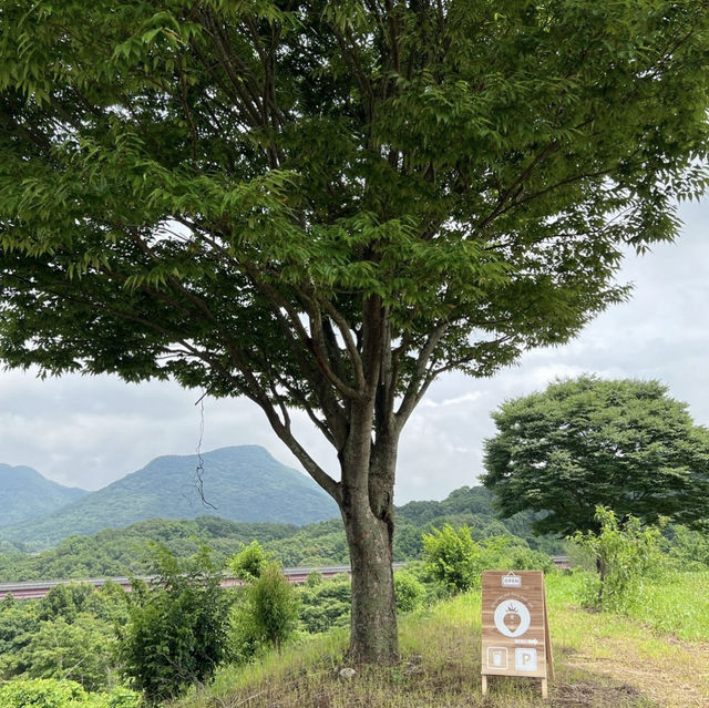 【宇佐】🇯🇵 苺の丘