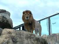 Okinawa Zoo & Museum