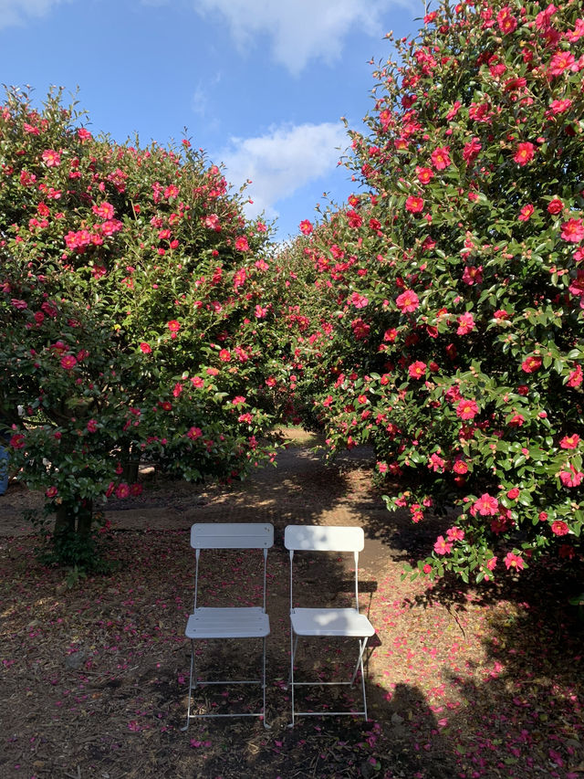 겨울제주는 🌺동백이지!