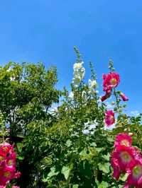 個人の方が作られた菖蒲園で、無料