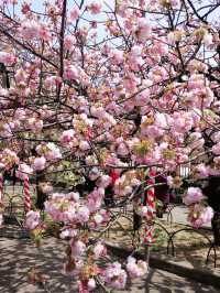 大阪賞櫻，千萬不要錯過🌸造幣局🌸