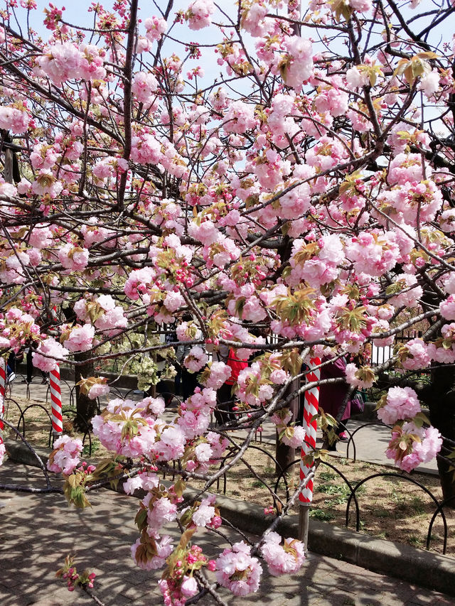 大阪賞櫻，千萬不要錯過🌸造幣局🌸