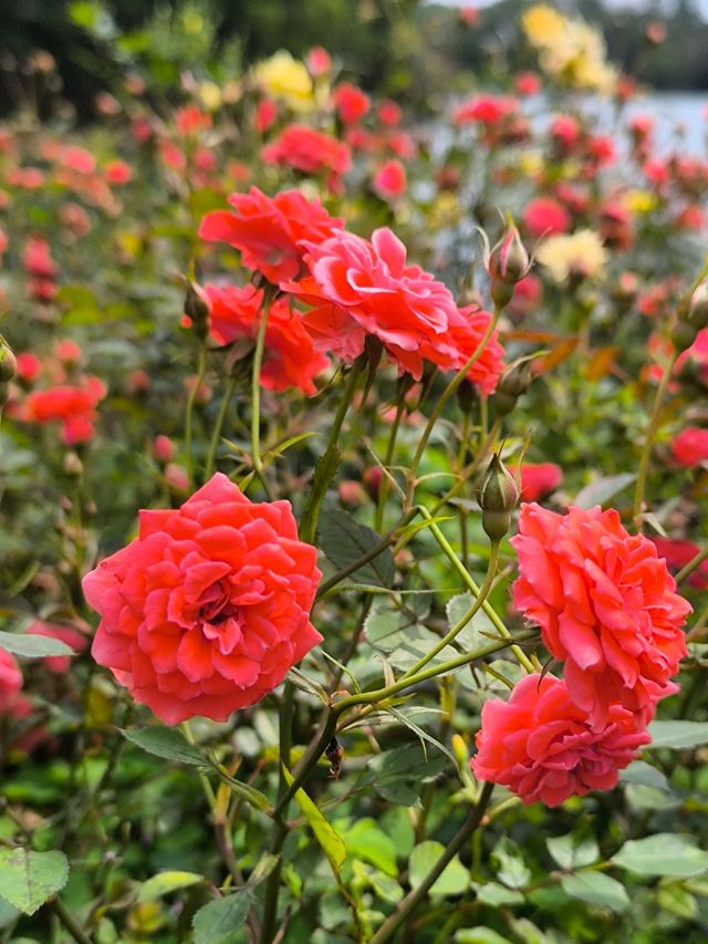 惠州除了西湖外,還是一個紅花湖也很美