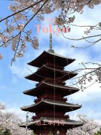 【東京×池上本門寺】 五重塔の参道に咲き乱れる桜が美しい