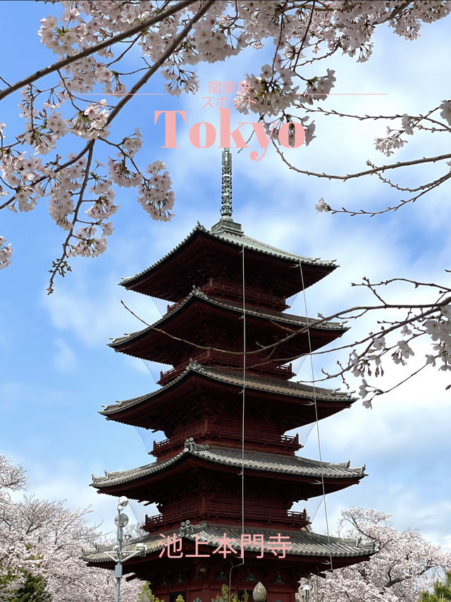 【東京×池上本門寺】 五重塔の参道に咲き乱れる桜が美しい