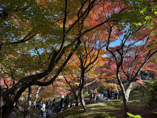 Tofuku-ji อีกวัดดูใบไม้แดงที่ไม่ควรพลาดที่ kyoto
