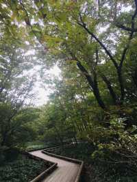 สะพานแขวน Kurenai ชมวิวธรรมชาติสุดชิล