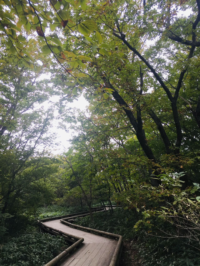 สะพานแขวน Kurenai ชมวิวธรรมชาติสุดชิล