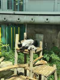 Zoo Negara: A Roaring Good Time in KL! 🦁🐼