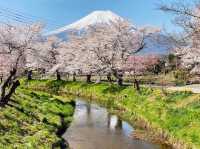 Chasing Sakura at Oshino Hakkai Village