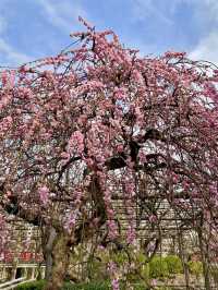Springtime at Kameido Tenjin Shrine🌸