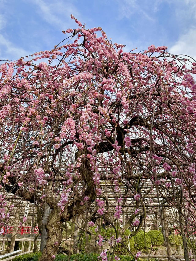 Springtime at Kameido Tenjin Shrine🌸