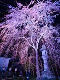 【新潟】行かなきゃ損‼️日本三大夜桜の１つ✨夜桜が水面に浮かぶ幻想世界🌸