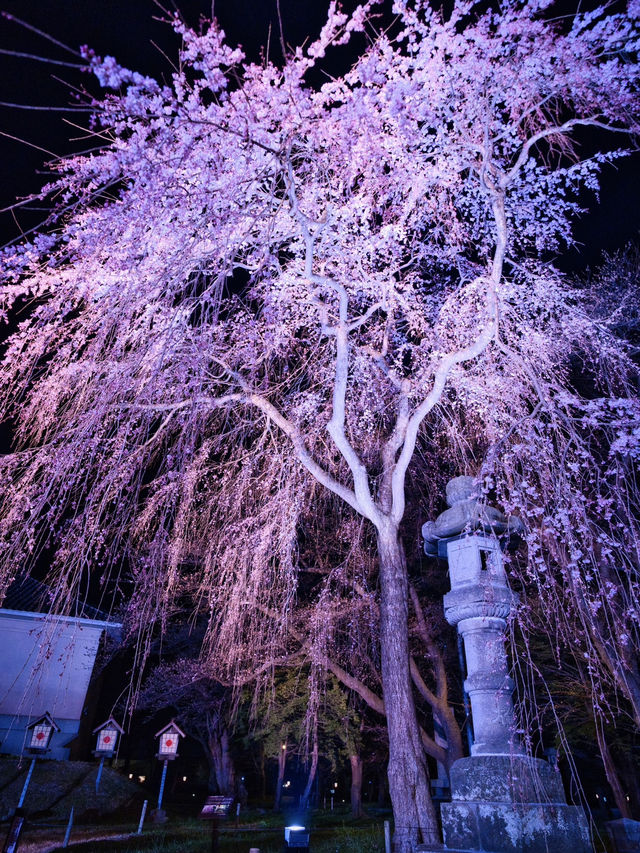 【新潟】行かなきゃ損‼️日本三大夜桜の１つ✨夜桜が水面に浮かぶ幻想世界🌸
