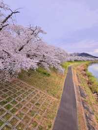 Chasing Sakura at Shibata River Park
